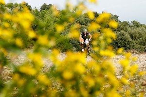 Mountain biking through the mimosas near Cannes