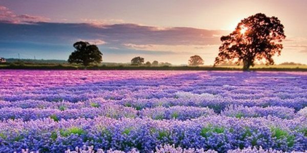 Lavender, Vaucluse, Provence