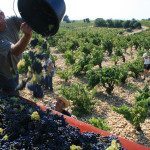 Châteauneuf-du-Pape Grape Harvest