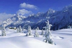 Tree-lined powder fields in Prarion, Les Houches